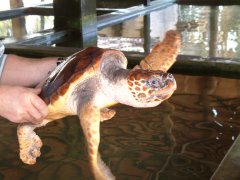 03-Marjolijn is holding a mature turtle